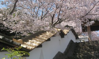 kakegawajyo-dobeiyane1