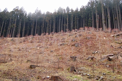 吉野　1.jpg